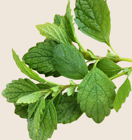 Lemon Balm (Melissa Officinalis)